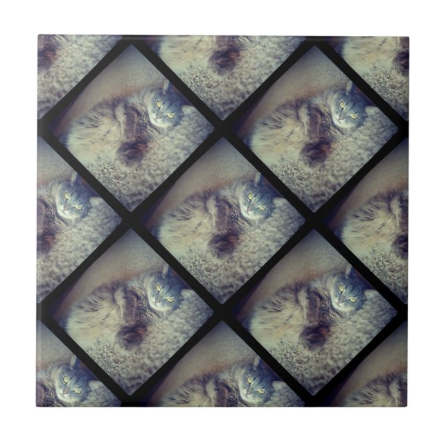 Cat Collage by Shirley Taylor Ceramic Tile (Front)