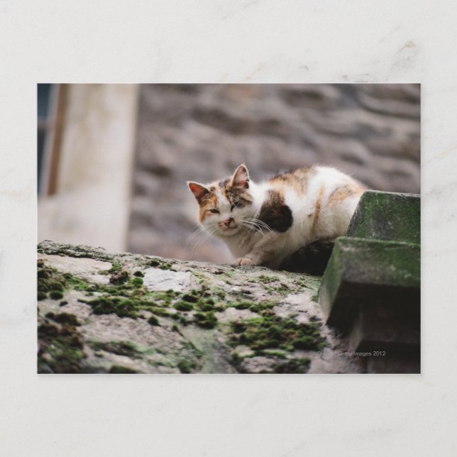 Cat crouching on rock wall postcard (Front)