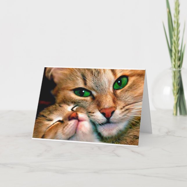 Cat cuddles. card (Front)