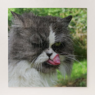 cat, cute, pet, gray, furry, domestic, feline, you jigsaw puzzle