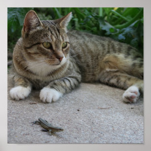 cat, cute, pet, gray, furry, domestic, feline, you poster