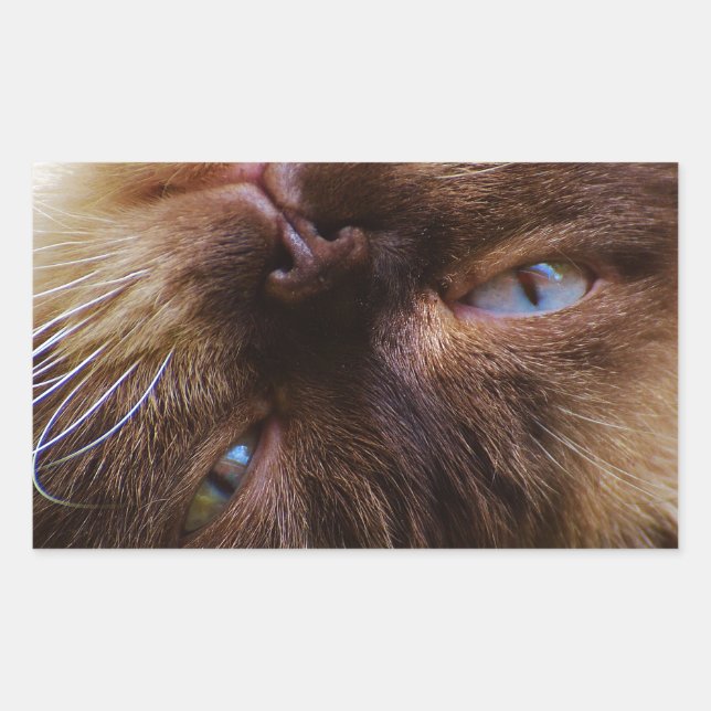 cat cute pet purr meow eyes face macro close grace rectangular sticker (Front)