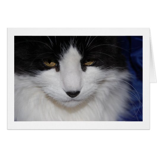 Cat Dark Eyes Cards (Front Horizontal)