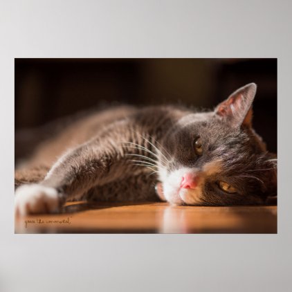 Cat Dreaming Of Sushi Poster