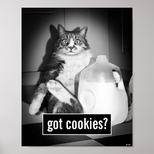 Cat Drinking Milk From Jug Poster