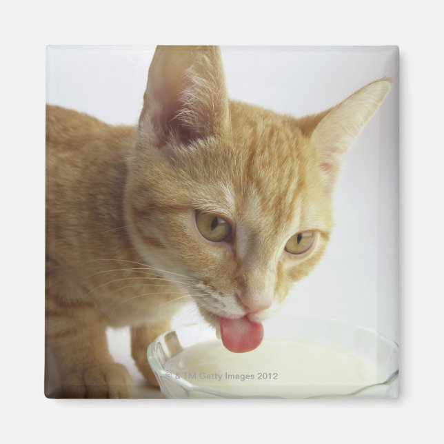 Cat drinking milk magnet (Front)