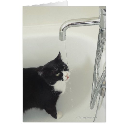 Cat Drinking Water Dripping From A Tap Cards (Front)