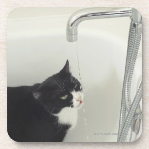 Cat Drinking Water Dripping From A Tap Drink Coaster