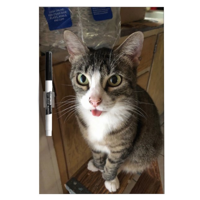 Cat Dry Erase Board (Front)