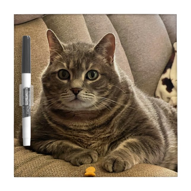 Cat Dry Erase Board (Front)