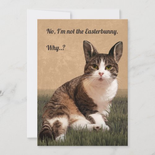 Cat_Easterbunny  Holiday Card