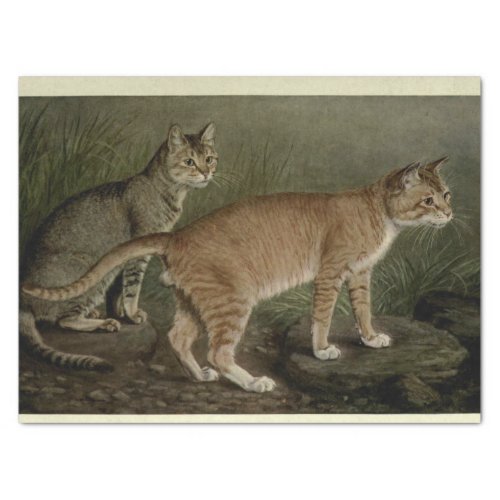 Cat Ephemera Decoupage Brown Orange Tabby Tissue Paper