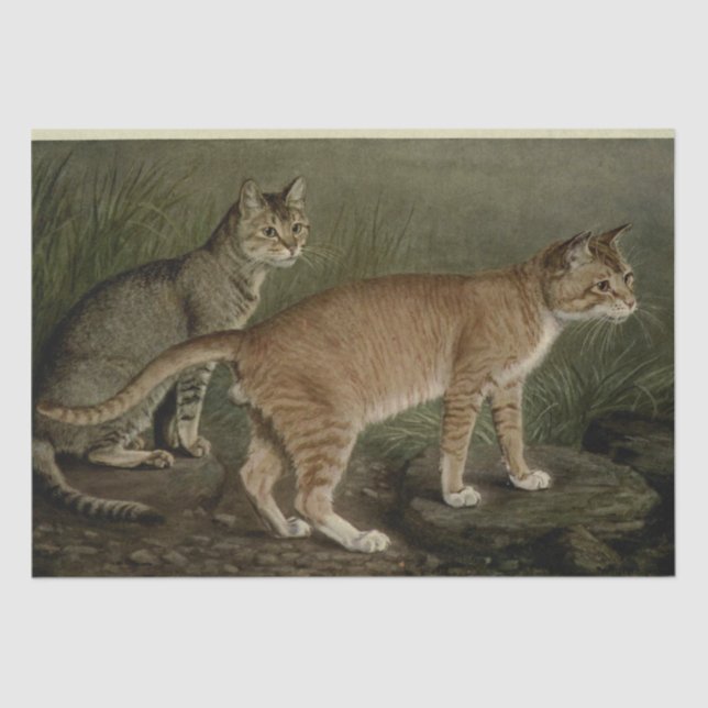 Cat Ephemera Decoupage Brown Orange Tabby Tissue Paper (Front)