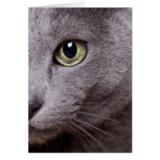 Cat Eye Cards (Front)