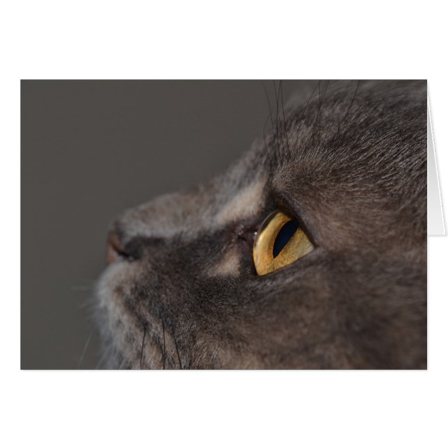 Cat Eye-Macro by Shirley Taylor Cards (Front Horizontal)
