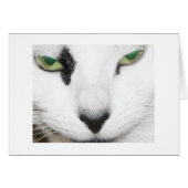 Cat Eyes (Front Horizontal)