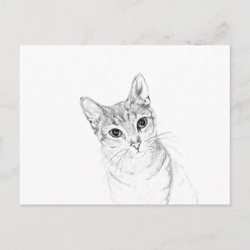 Cat Eyes A Pencil Drawing Postcard