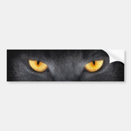 Cat Eyes Bumper Sticker