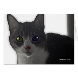 Cat Eyes Cards