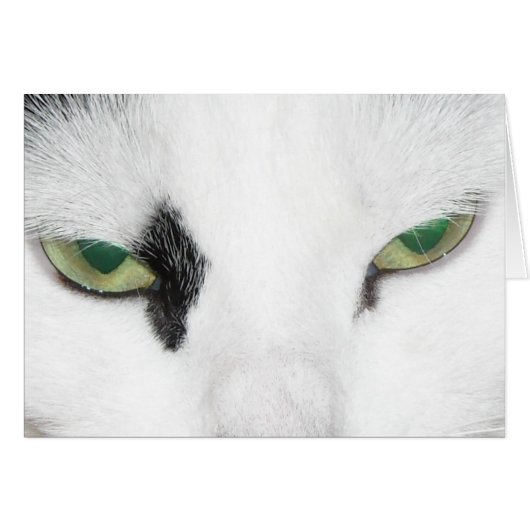 Cat Eyes Cards (Front Horizontal)