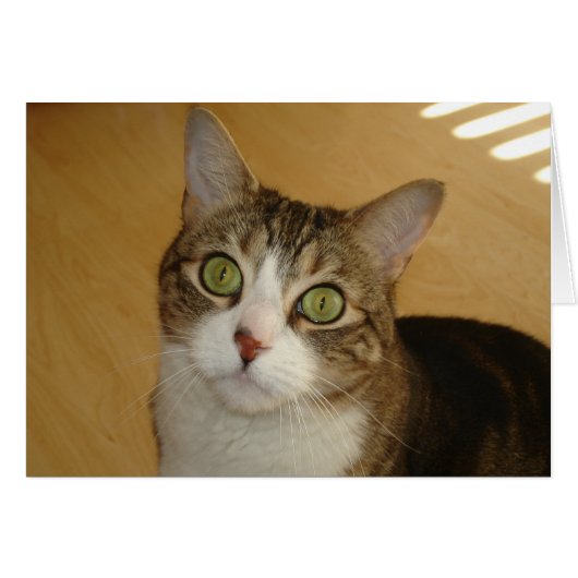 Cat Eyes Cards (Front Horizontal)