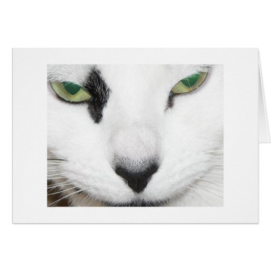 Cat Eyes Cards (Front Horizontal)