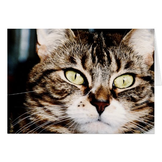 Cat Eyes Closeup Card (Front Horizontal)