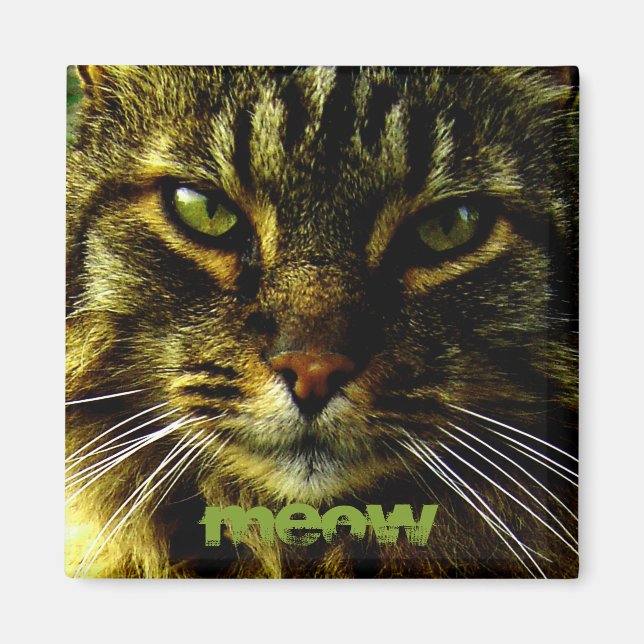 Cat Eyes Hypnotizing Photo Magnet (Front)
