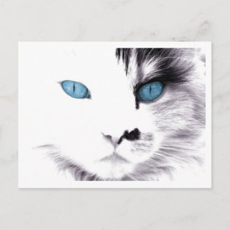 Cat Eyes Postcards
