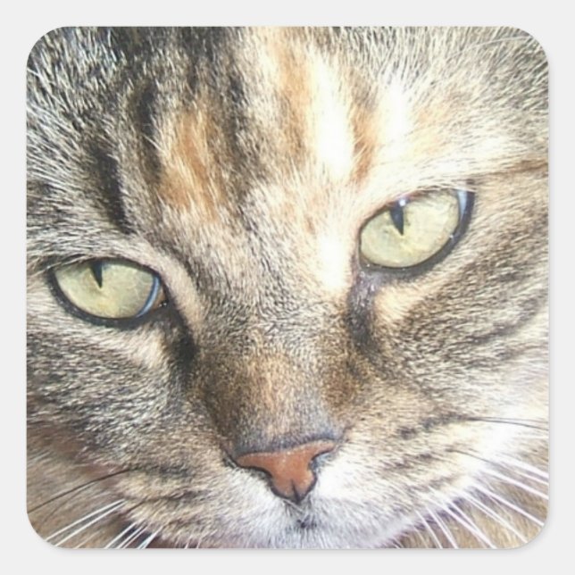 Cat eyes sticker (Front)