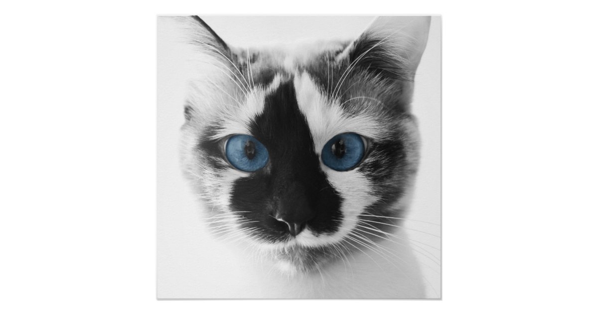 Cat Face Blue Eye With Spots Poster Zazzle Com