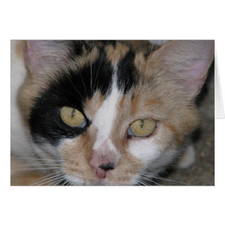 Cat Face Cards