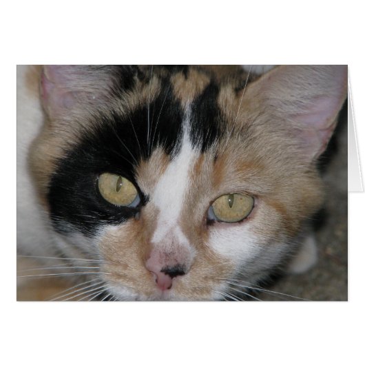 Cat Face Cards (Front Horizontal)