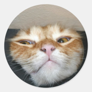 Cat face classic round sticker