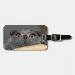 British Shorthair Luggage Bag Tags Zazzle
