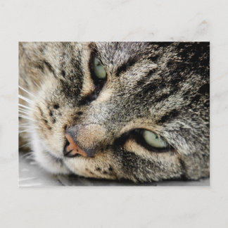 Cat Face Postcard