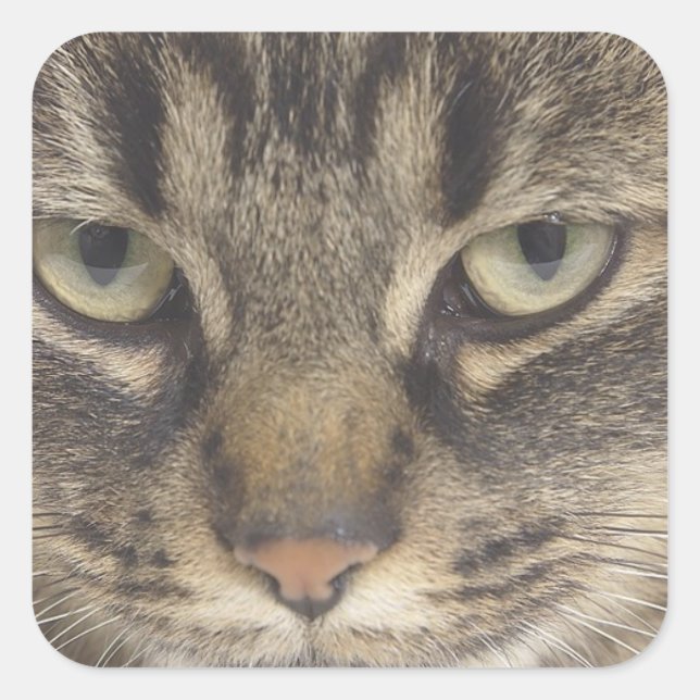 Cat Face Square Sticker (Front)