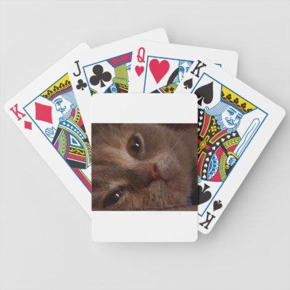 Cat - Face to Face Bicycle Playing Cards