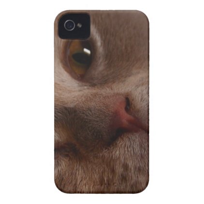 Cat - Face to Face iPhone 4 Case