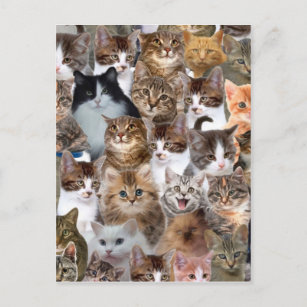 Cat Faces Pattern Postcard