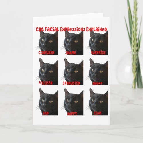 Cat Facial Expressions Explained Chart Cut Out Card