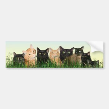 Cat Family Bumper Sticker by deemac1 at Zazzle