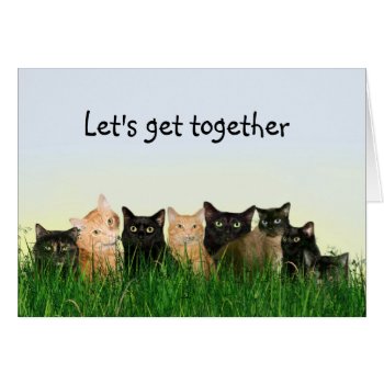 Cat Family Get Together by deemac1 at Zazzle