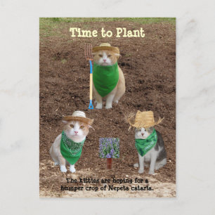 Cat Farmers Planting Catmint. Postcard