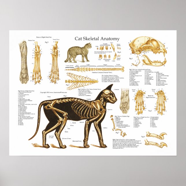 Cat Feline Skeletal Anatomy Poster (Front)
