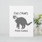 Cat Felis Catus (Standing Front)