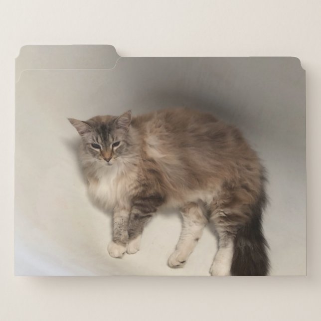 Cat File Folders (Front Left)