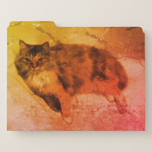 Cat File Folders (Front Left)