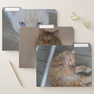 Cat File folders