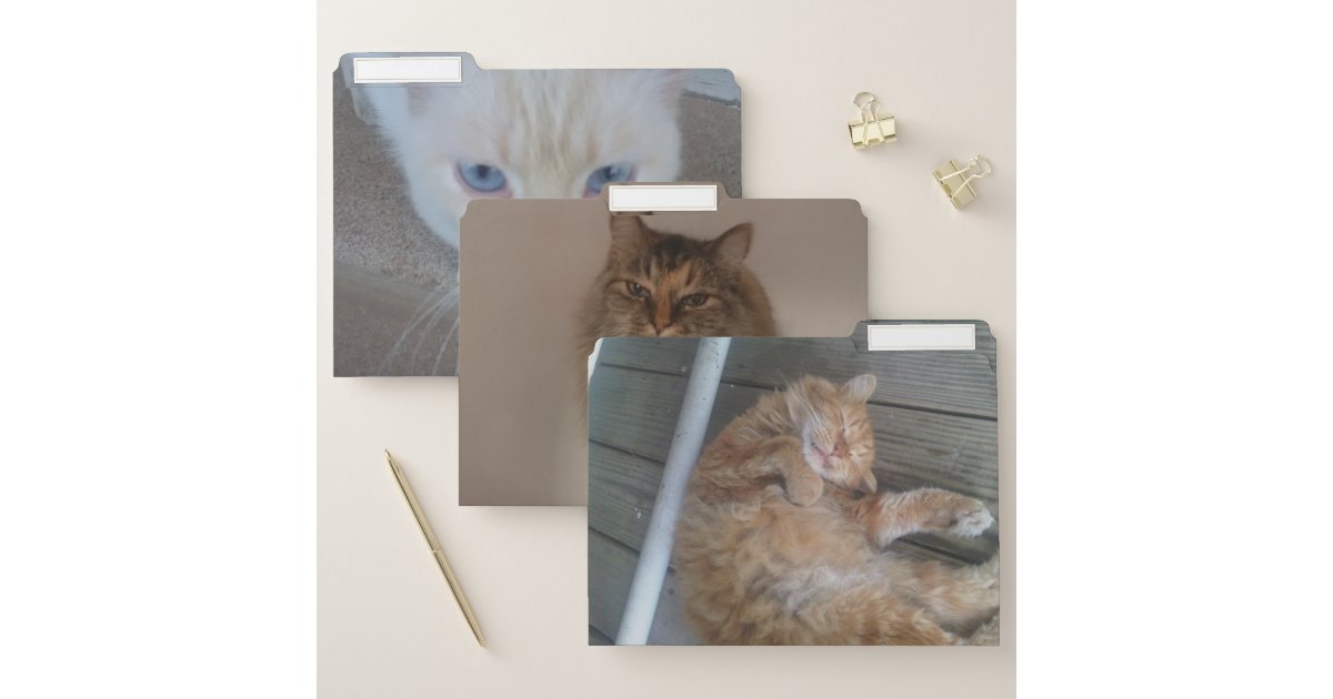 Cat File folders Zazzle
